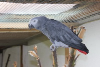 Merlin