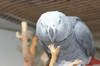 Merlin