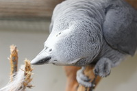 Merlin
