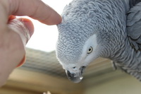Merlin