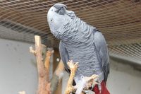 Merlin