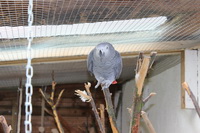Merlin