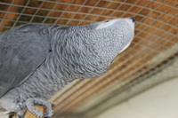 Merlin