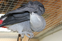 Merlin