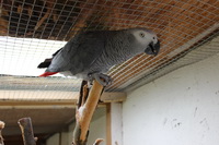 Merlin